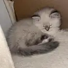 قطط سكوتش ستريت