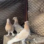 حمام عراقي ابو نجمه منتج مع فروخ زوجين وفرده انثى