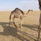 للبيع بكره قصب طيبه