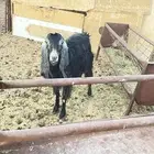 عنز والد