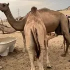 قعود للبيع على البن
