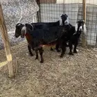 معزا ودواغير وخرفان تربيه