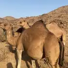 نياق