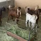 معزا