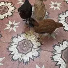 دجاج للبيع