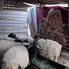 خرفان للبيع