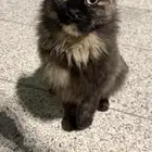 قطه شيرازيه ضائعه أو متخلى عنها في مسجد قباء