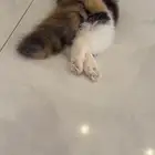 بيكي فيس فان