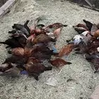 تم البيع