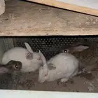 أرنب ذكر 2 واحد كبير الثاني صغير 3 أنثى