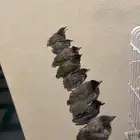 بلابل كشميري