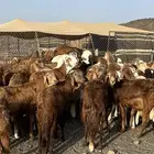 سواكن فاخره تربية بريه ( راجع التقييم )