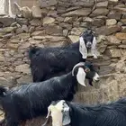 معزى عارضيه