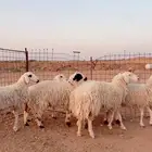 جذعات وثنية دفيع العدد 7 ( بريدة)