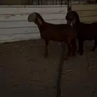 للبيع سواكن بلدي