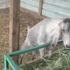 معزا صنف فاخر معها جفره