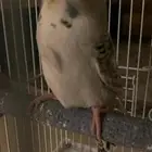بادجي كرست