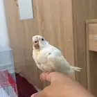 كروان البينو اليف