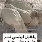 زغاليل فرنسي