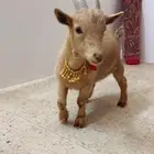 ماعز قزم لعم ومرح العدد 2