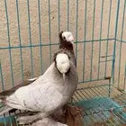 زوج ساكسون
