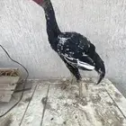 ديك سندي