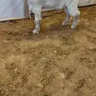 عارضي اصفر معرف خصم