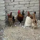 دجاج فرنسي