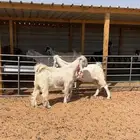 تيوس مشاريك