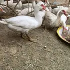 بط مسكوفي بياض وحاضن