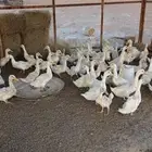 بط بكيني جامبو العمر ثلاث شهور