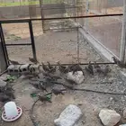 حجل شنير الموقع الرياض و بيشه