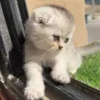 قطه سكوواش فولد