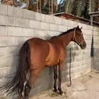 فرس انقليزيه لقحه كفو