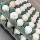 بيض بلدي