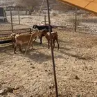 معزاء عددها 46 راس حد للبيع ب330ريال