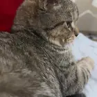 كيتين سكوتش فولد