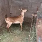 عناق جذع فل شحم سليمه من الدفاع