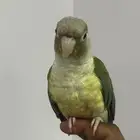 كنيور سينمن