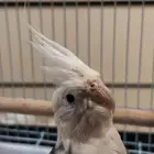 ( انباع )