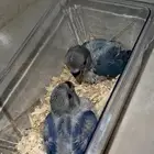 روز غر فايلوت ازرق