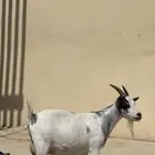 عنز قزميه