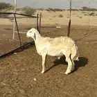 طلي فحل حري