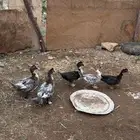 بط بلدي