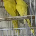 جوز دره لاتينو