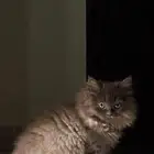 كيتن