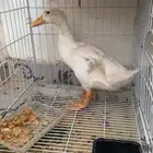 بطه بيضاء