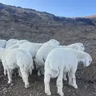 للبيع طليان حري