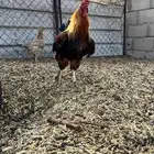 دجاج تركي