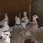(تم البيع الله يبارك له ويطرح له البركة)